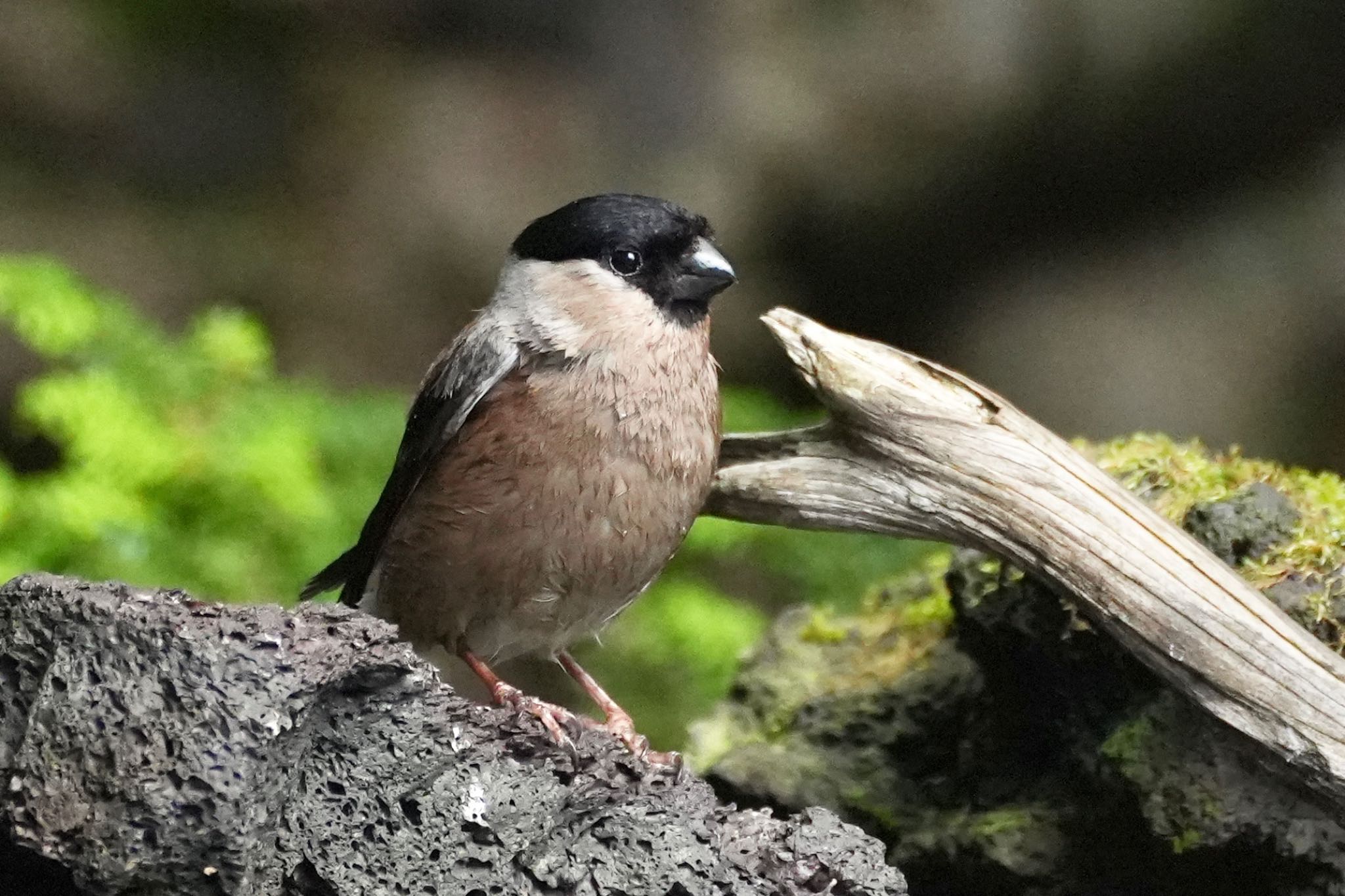 Eurasian Bullfinch