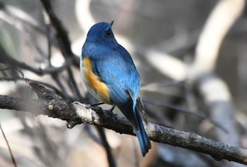 Red-flanked Bluetail 片倉城跡公園 Wed, 3/22/2023