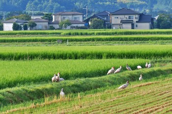 トキ 佐渡 2023年8月7日(月)