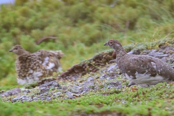 Rock Ptarmigan 岐阜県だと思う Sat, 8/5/2023