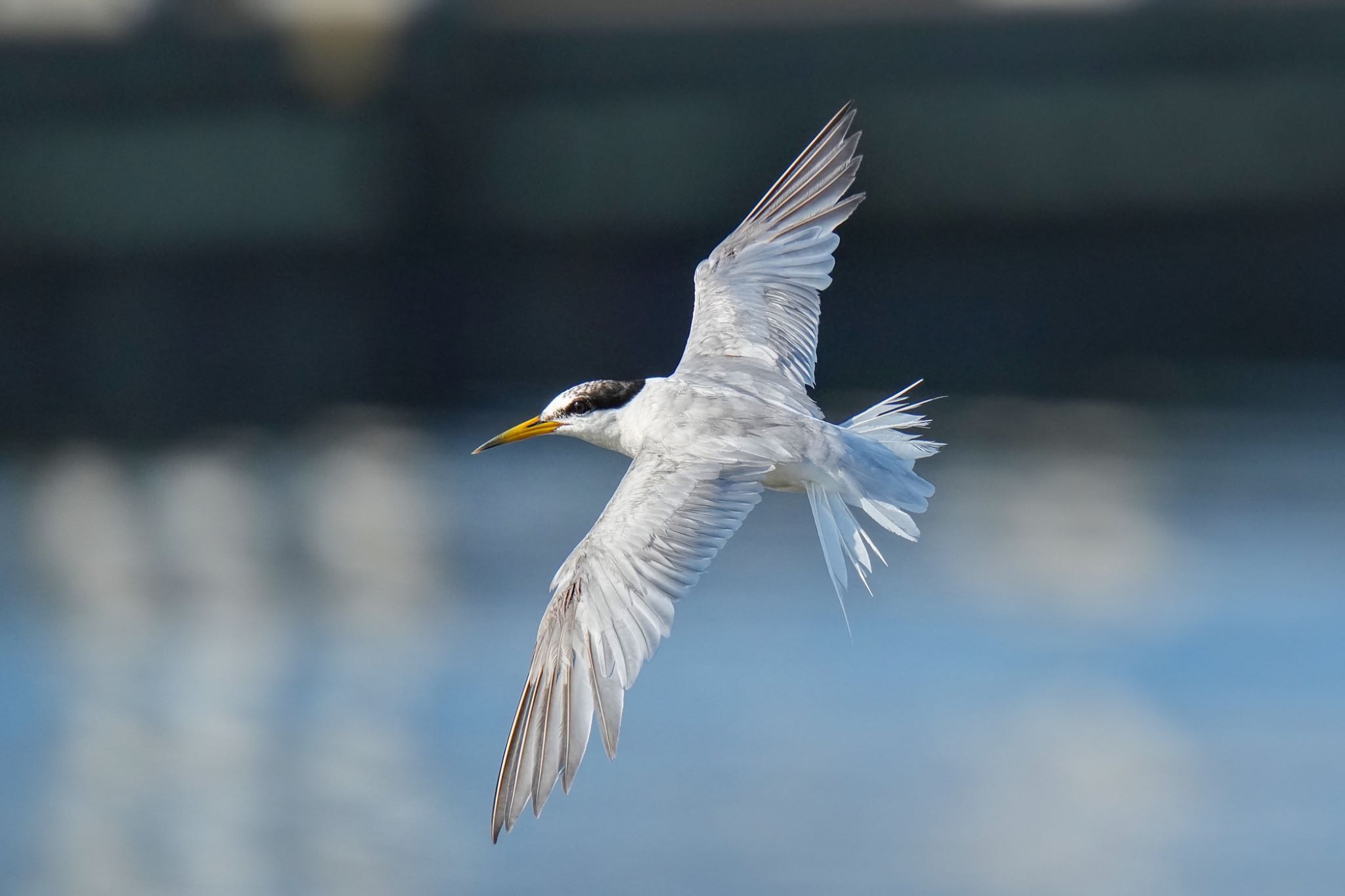 Little Tern