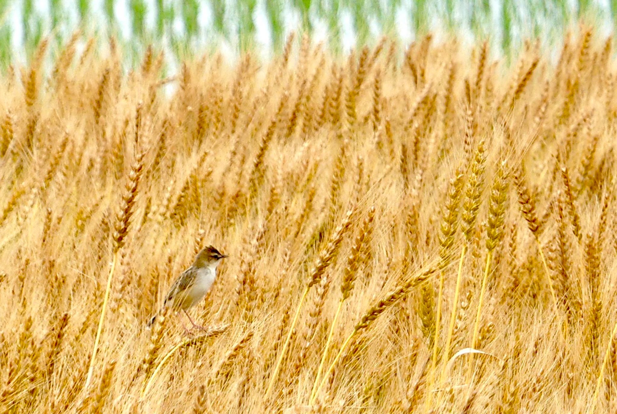 Zitting Cisticola