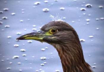 ゴイサギ 小畔水鳥の郷公園 2023年8月5日(土)