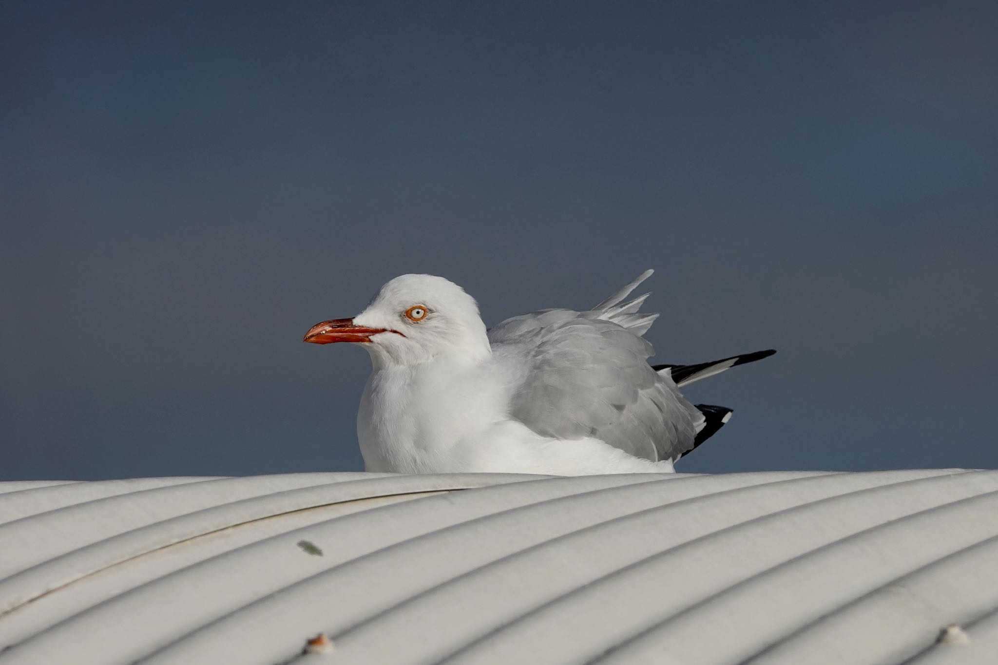Photo of Silver Gull at シドニー by のどか