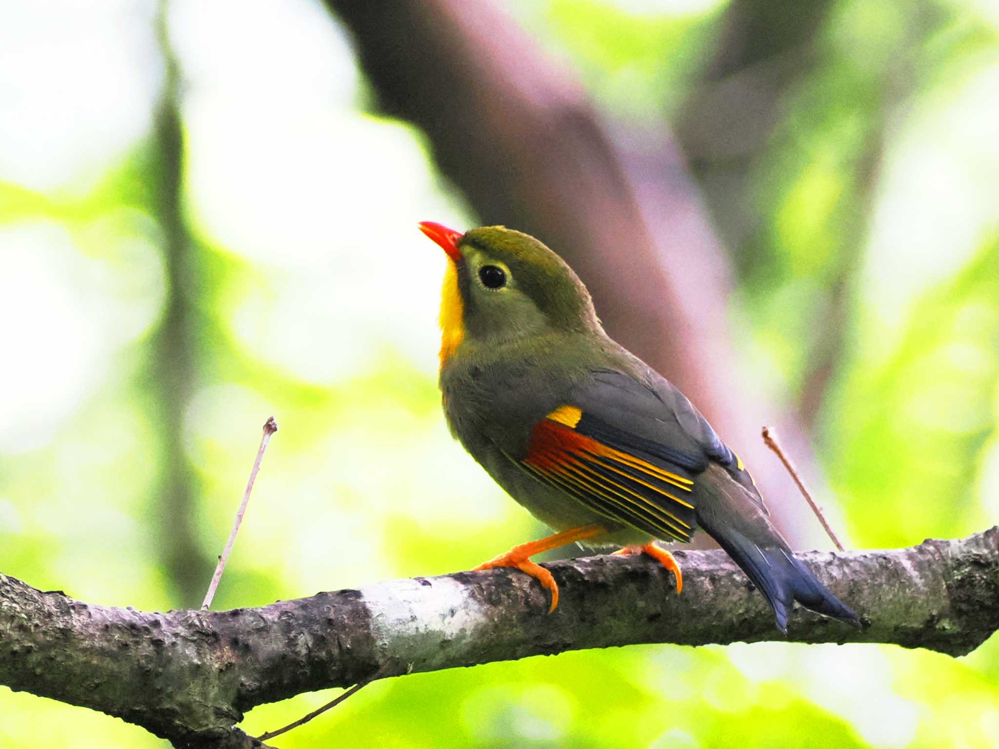 Red-billed Leiothrix