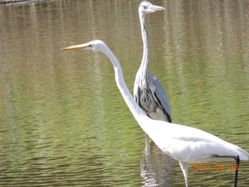 アオサギ 葛西臨海公園 2023年8月8日(火)