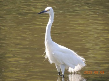 コサギ 葛西臨海公園 2023年8月8日(火)