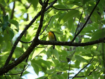 Narcissus Flycatcher 杁ヶ池公園 Thu, 4/27/2023