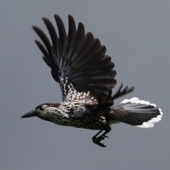 Spotted Nutcracker 御岳 Sat, 7/29/2023