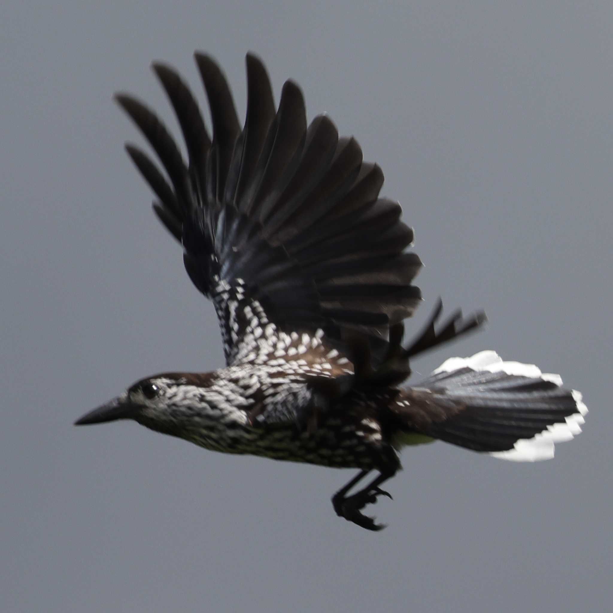 Photo of Spotted Nutcracker at 御岳 by toshi