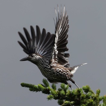 Spotted Nutcracker 御岳 Sat, 7/29/2023