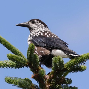 Spotted Nutcracker 御岳 Sat, 7/29/2023