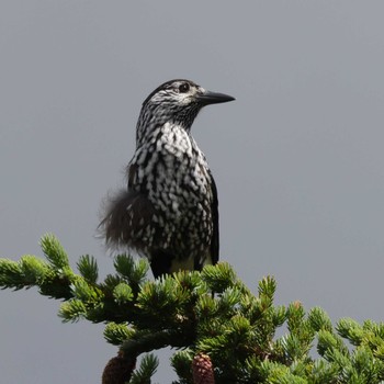 Spotted Nutcracker 御岳 Sat, 7/29/2023