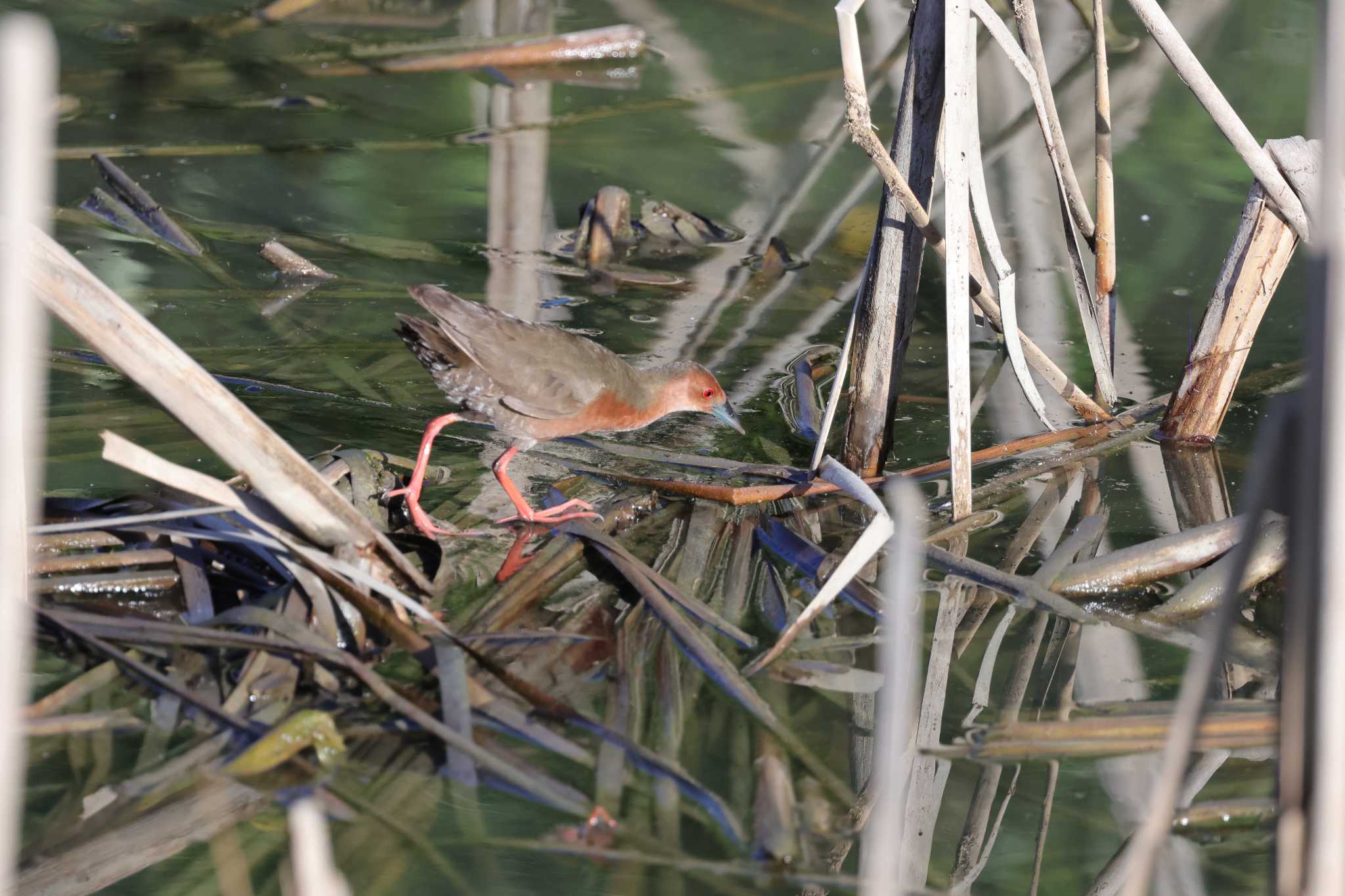 Photo of Ruddy-breasted Crake at 勅使池(豊明市) by toshi