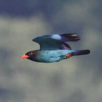 Oriental Dollarbird 天龍村 Sun, 7/23/2023