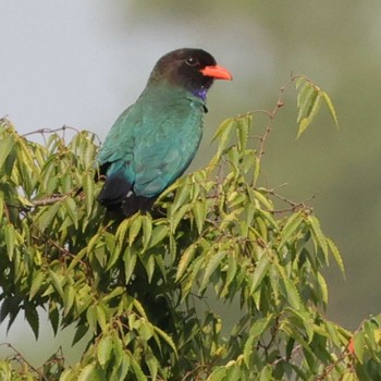 Oriental Dollarbird 天龍村 Sun, 7/23/2023