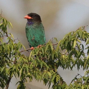 Oriental Dollarbird 天龍村 Sun, 7/23/2023