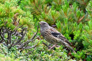 Alpine Accentor 長野県 Sun, 8/6/2023