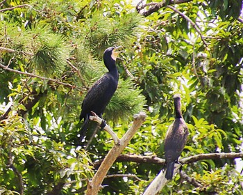 2023年8月8日(火) 長居公園の野鳥観察記録