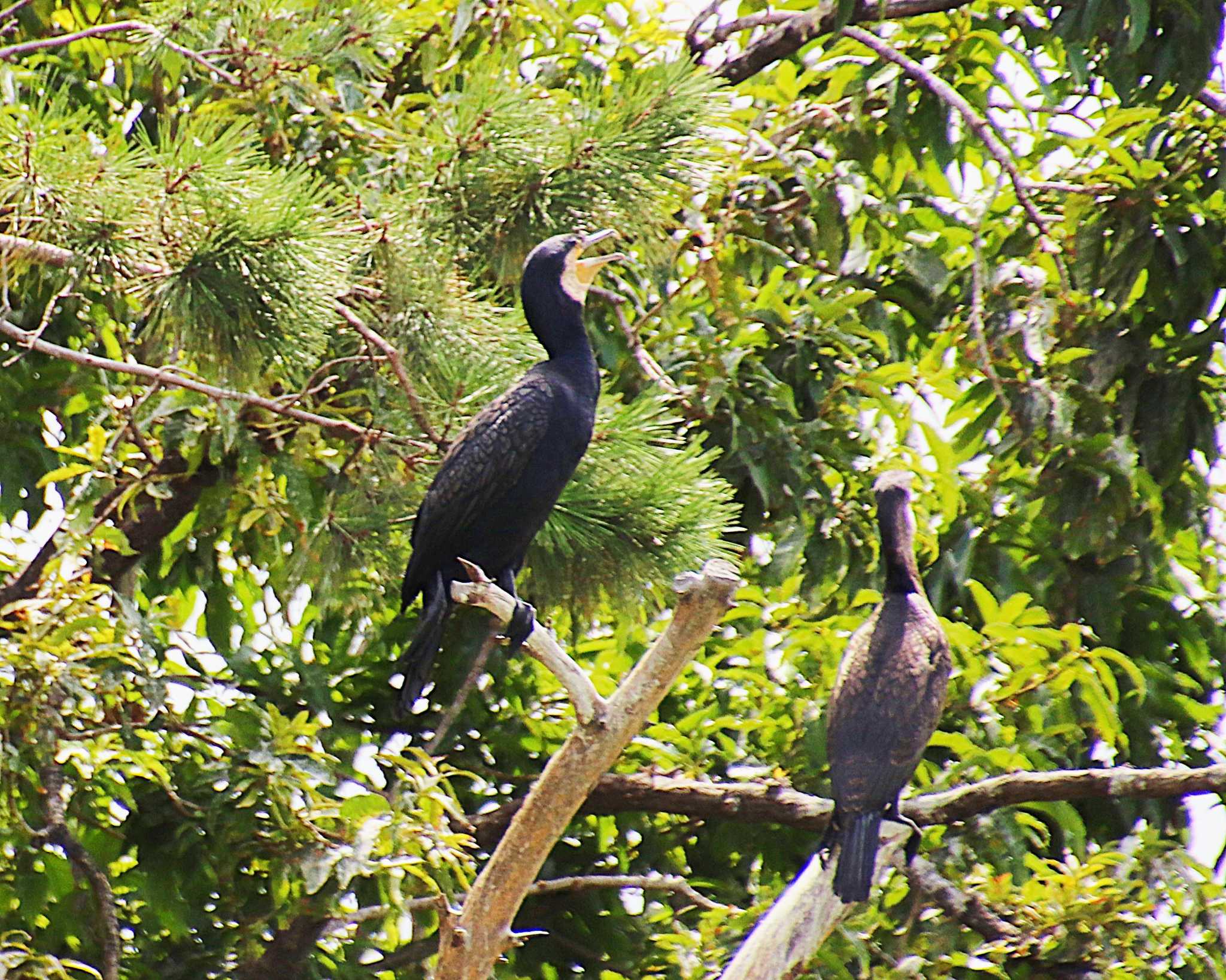 Photo of Great Cormorant at 長居公園 by Ken Mimura