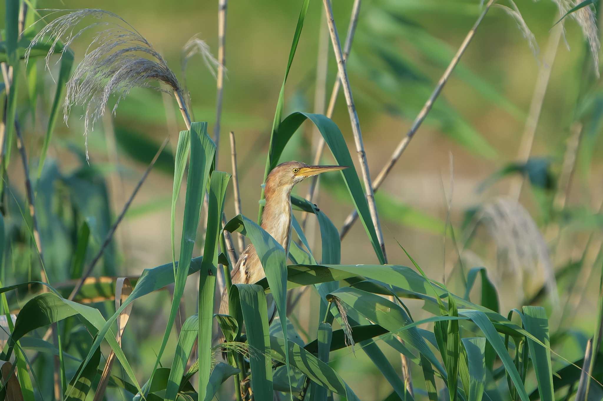 Photo of Yellow Bittern at 明石市 by 禽好き