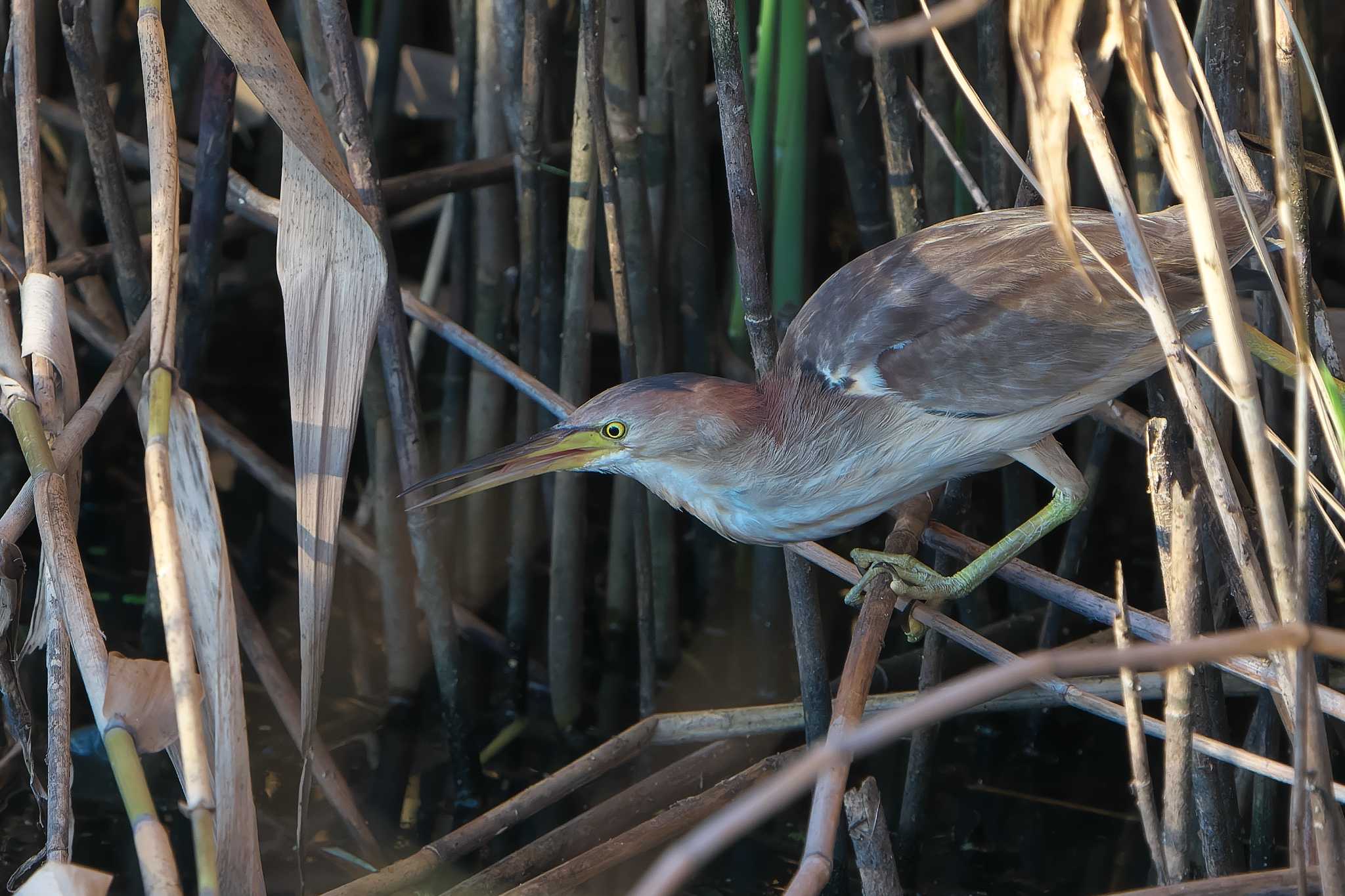 Photo of Yellow Bittern at 明石市 by 禽好き