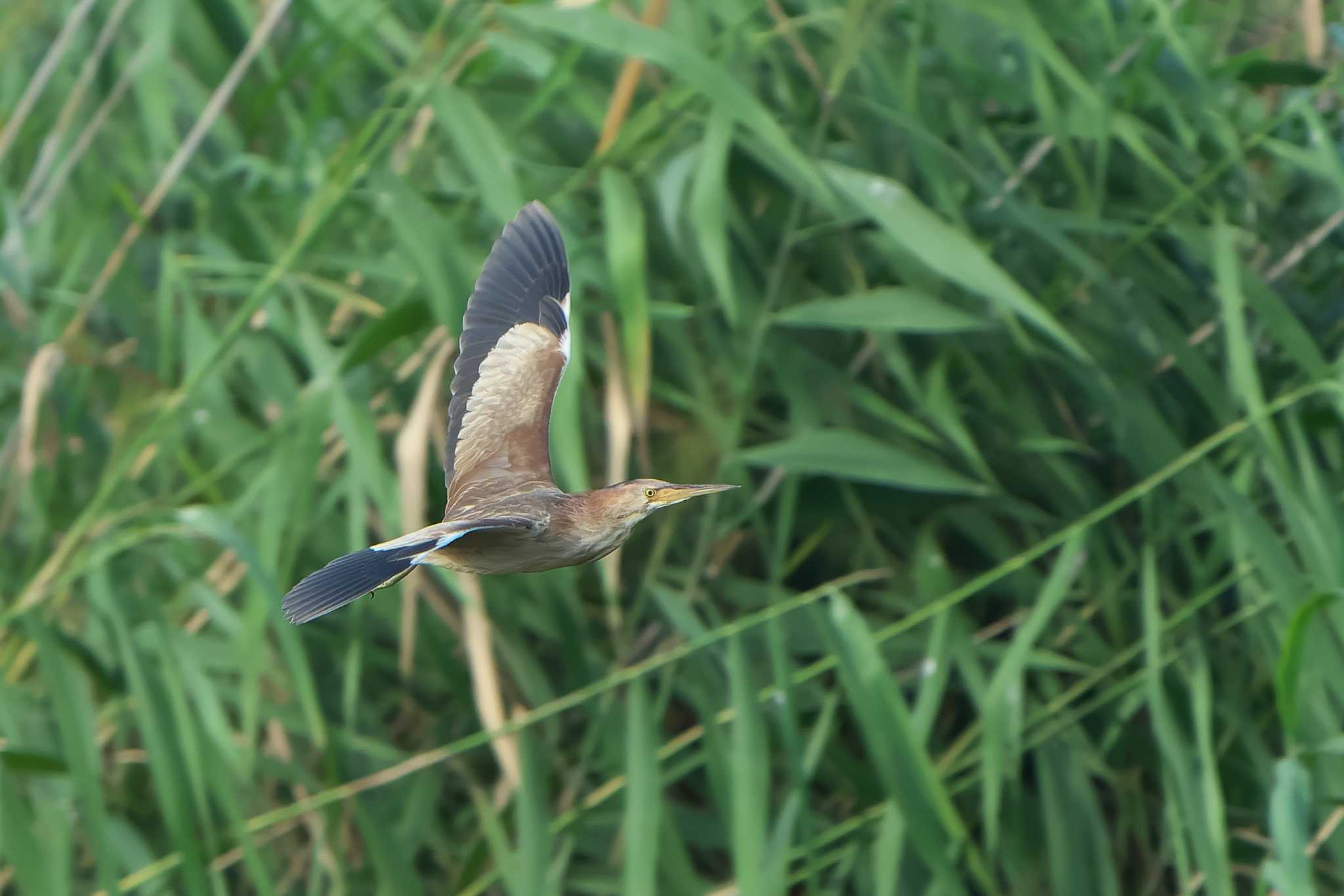 Yellow Bittern