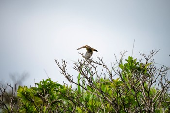 Amur Stonechat Kirigamine Highland Sat, 7/22/2023