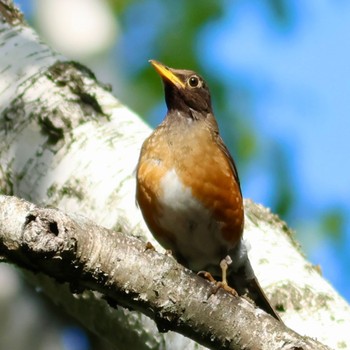 Brown-headed Thrush 蓼科 Tue, 8/1/2023