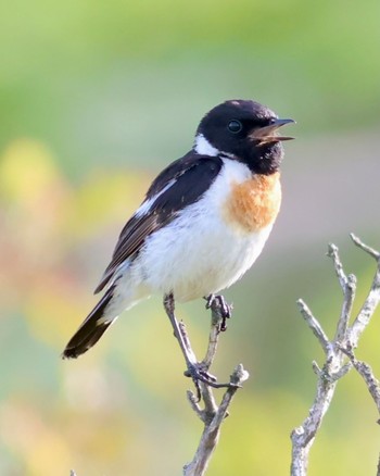 Amur Stonechat Kirigamine Highland Mon, 7/31/2023