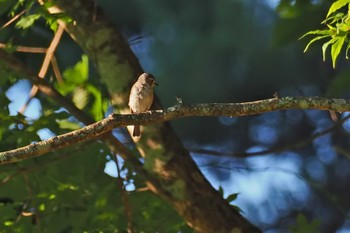 Narcissus Flycatcher 嵯峨塩深沢林道 Sun, 7/30/2023