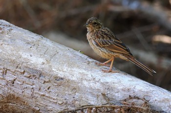 Meadow Bunting 嵯峨塩深沢林道 Sun, 7/30/2023