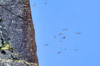 Asian House Martin 岐阜県 Sat, 8/5/2023