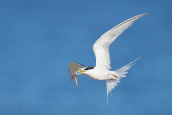 2023年8月6日(日) 検見川浜コアジサシ保護区の野鳥観察記録