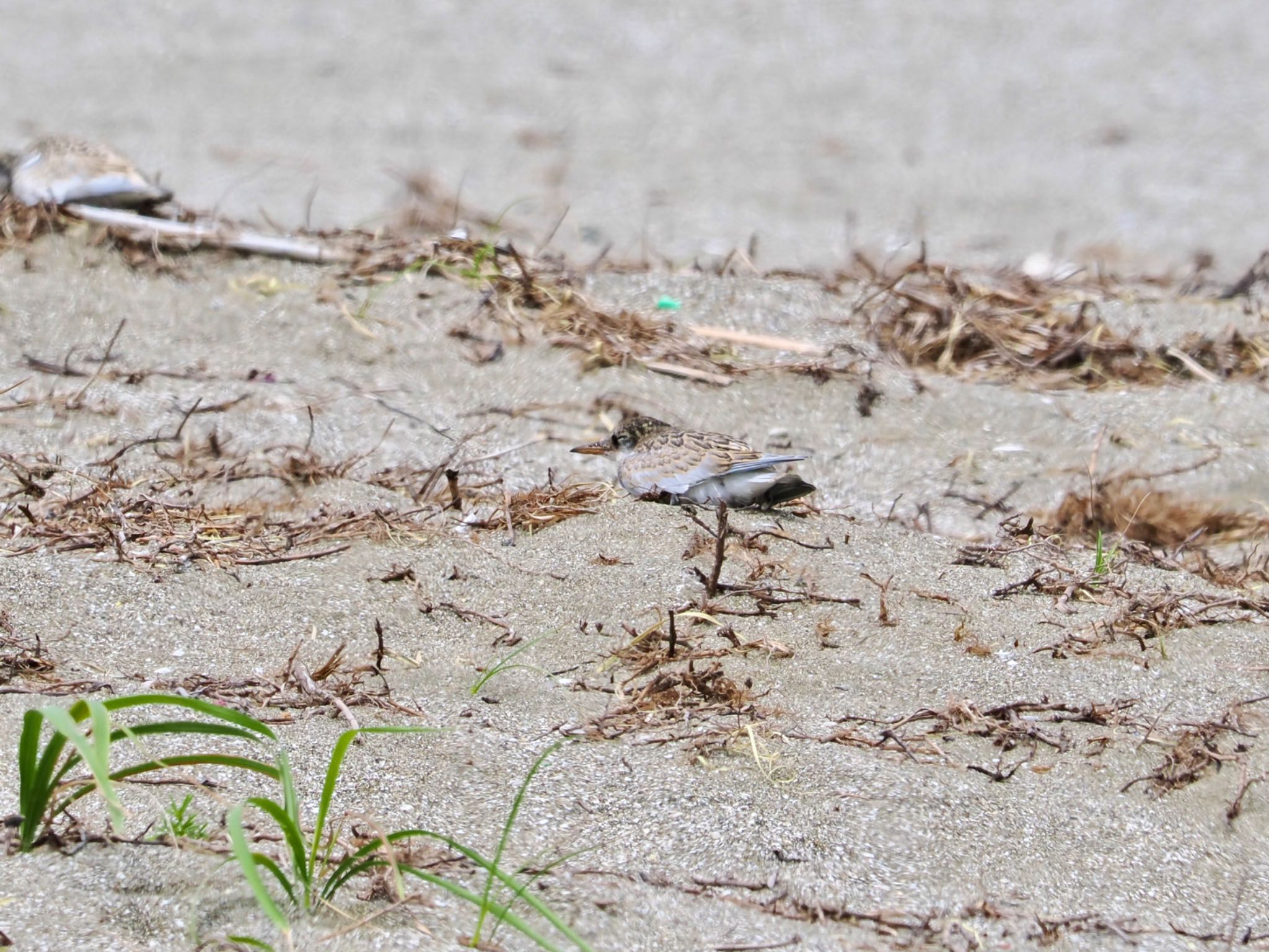 超保護色で砂と枯れ草模様に溶け込むコアジサシ幼鳥 by クロやん