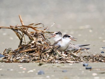 2023年7月15日(土) 検見川浜コアジサシ保護区の野鳥観察記録