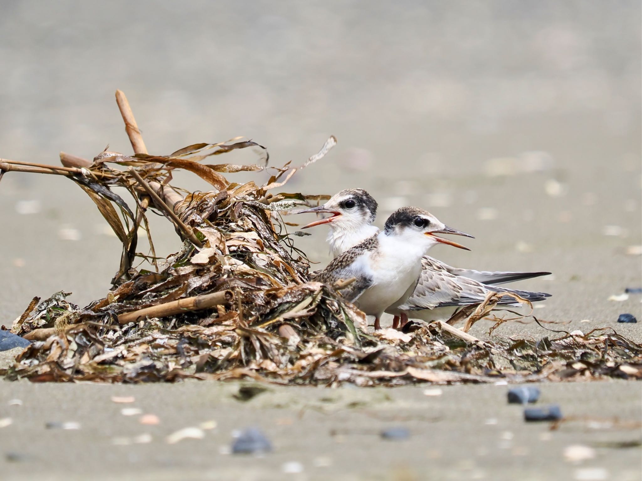 コアジサシ幼鳥 兄弟かな？漂着物をうまく風除けにして親鳥を待つ by クロやん