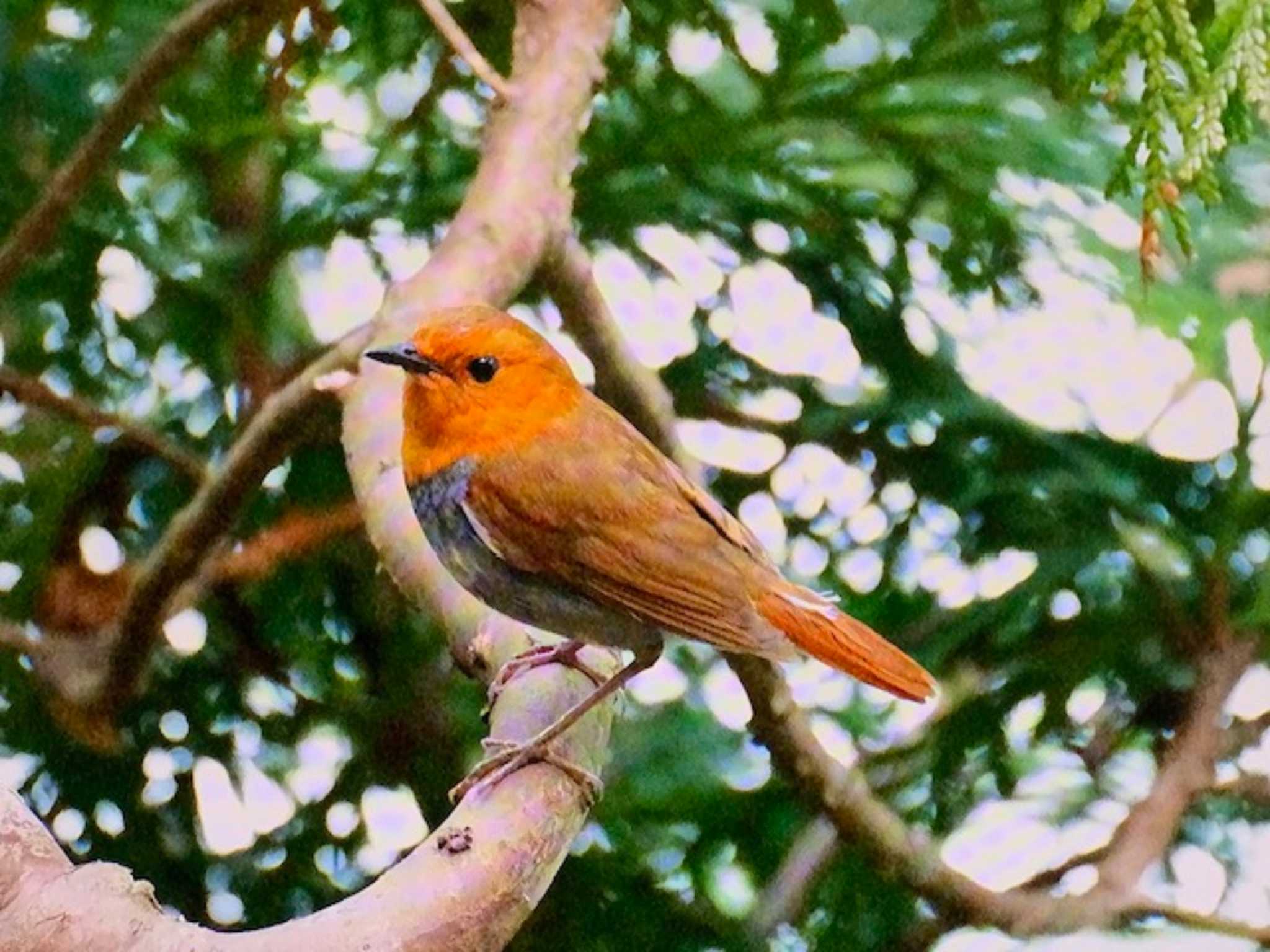 Photo of Japanese Robin at 刈込湖 by ゆるゆるとりみんgoo