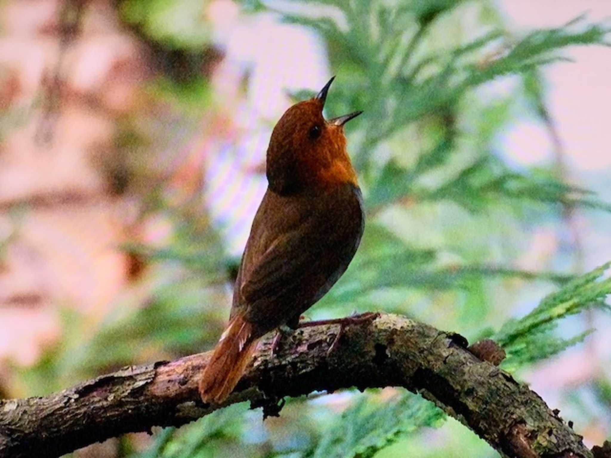 Japanese Robin