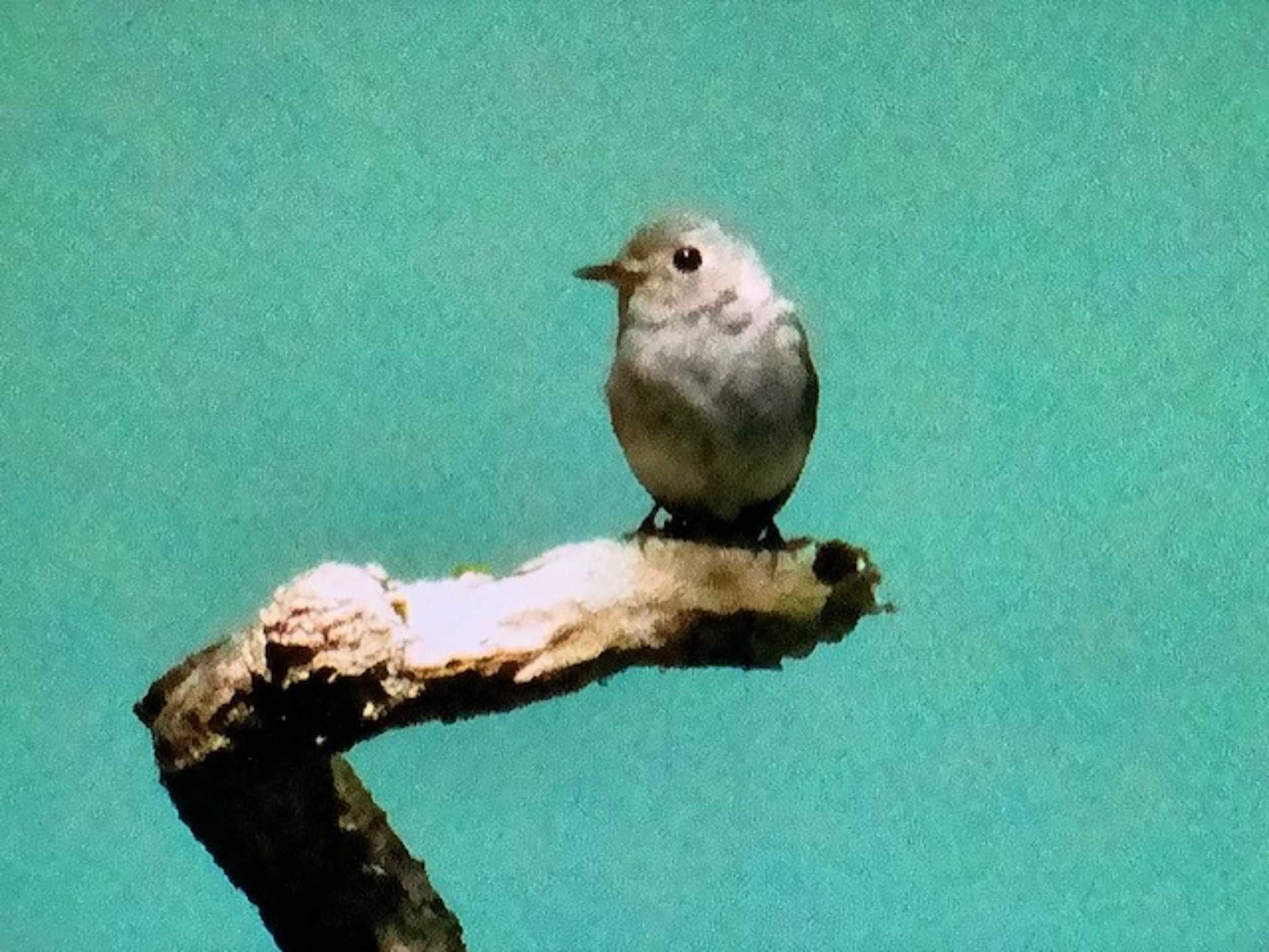 Asian Brown Flycatcher