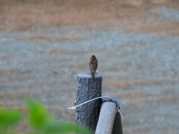 Tue, 8/8/2023 Birding report at Watarase Yusuichi (Wetland)