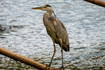 Grey Heron 京都府 Sun, 8/6/2023