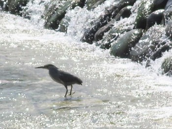 2023年8月5日(土) 羽村の堰の野鳥観察記録