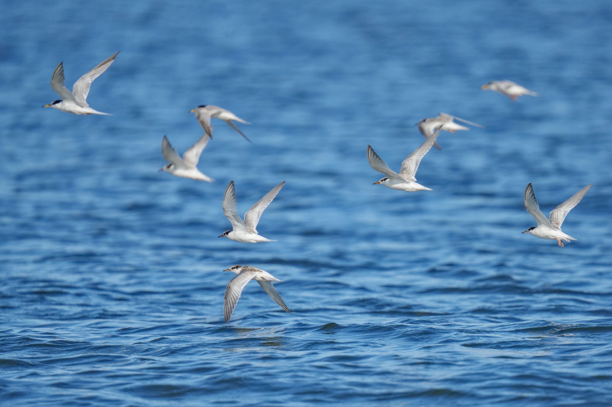 Little Tern