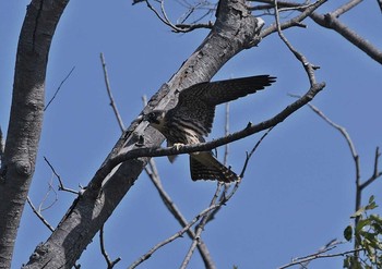 Eurasian Hobby Unknown Spots Mon, 8/20/2018