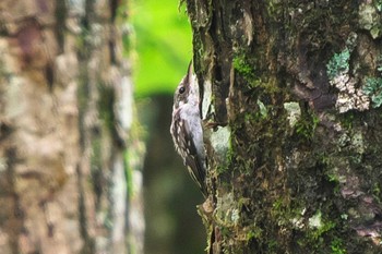 キバシリ 大峠(山梨県) 2023年8月8日(火)