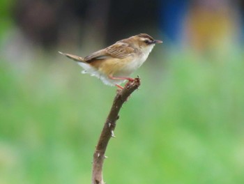 2023年5月28日(日) 山口県秋吉台の野鳥観察記録