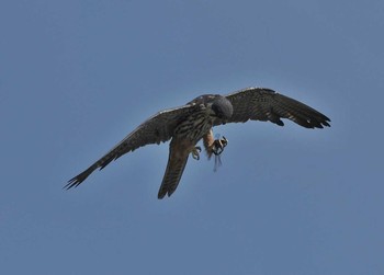 Eurasian Hobby Unknown Spots Mon, 8/20/2018