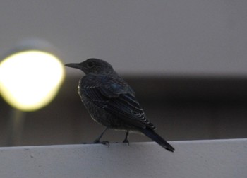 Blue Rock Thrush 市街地 Sun, 6/18/2023