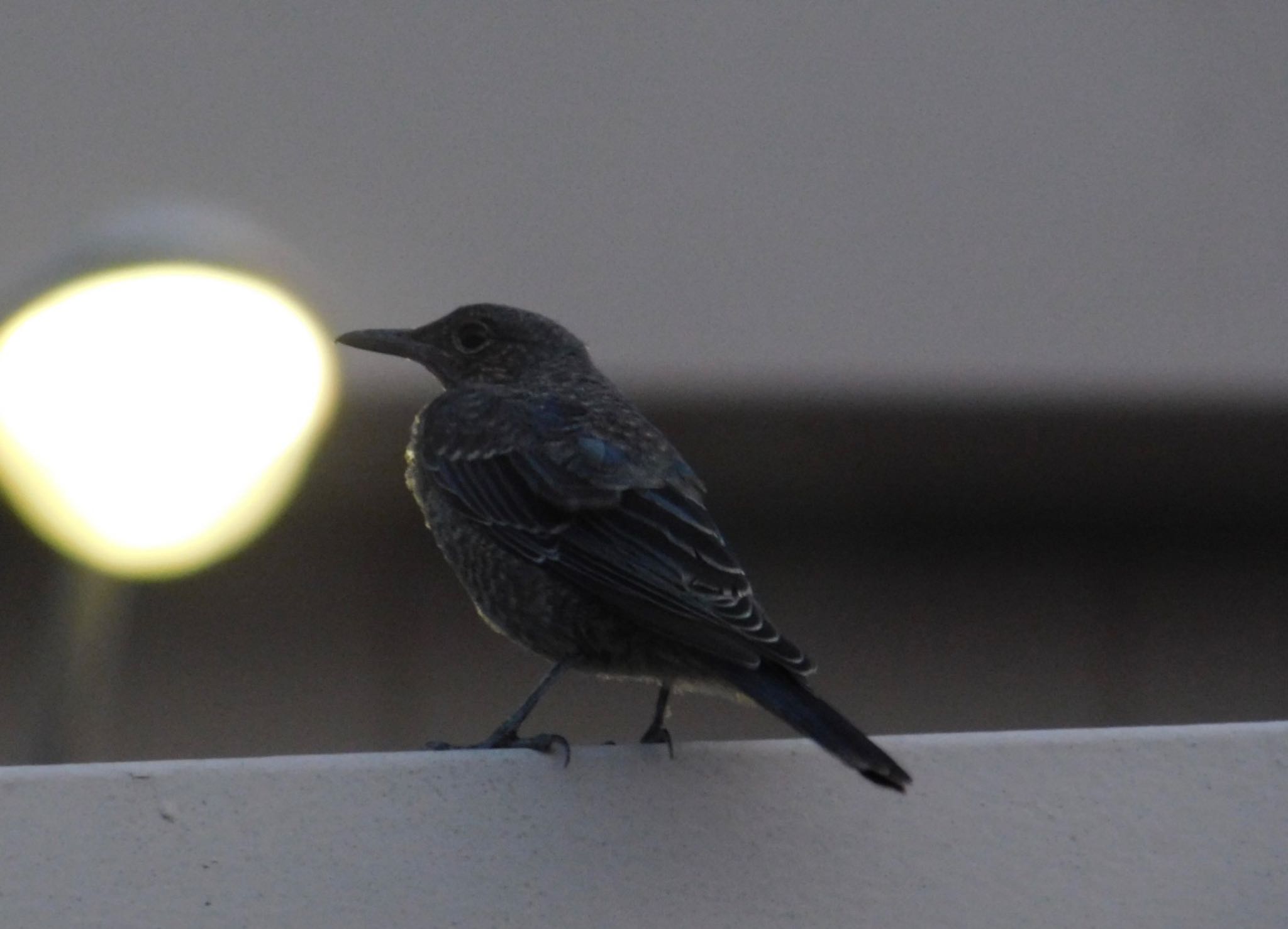 Photo of Blue Rock Thrush at 市街地 by Untitled